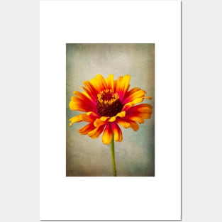 Lovely Textured Zinnia Posters and Art